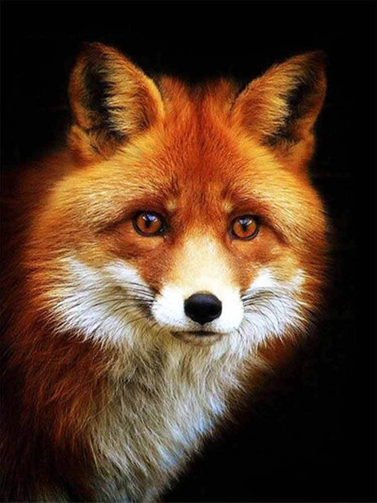 diamonds-wizard-diamond-painting-kits-Animals-Fox-Red-Fox-original.jpg