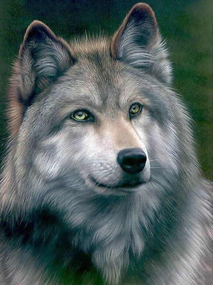 diamanter-trollkarl-diamant-målningssatser-Animals-Wolf-Grey-Wolf-original.jpg