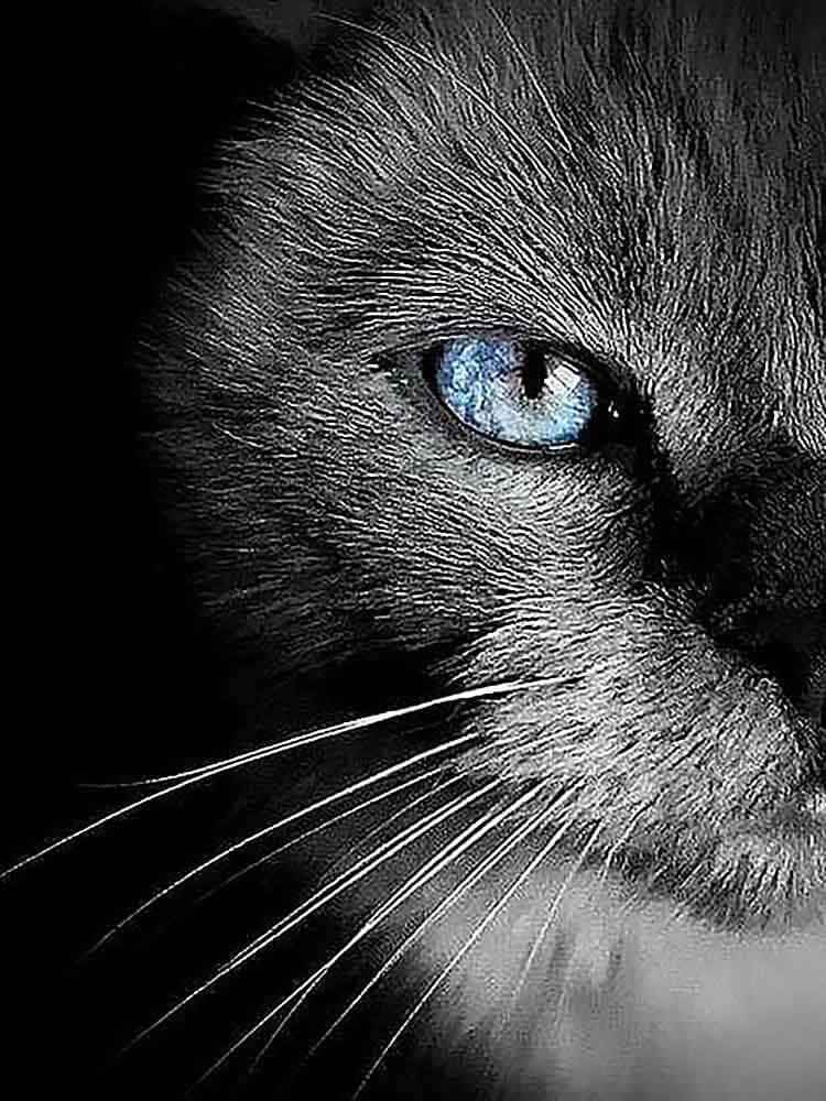 diamonds-wizard-diamond-painting-kits-Animals-Cat-Black-Cat-with-Blue-Eyes-original.jpg