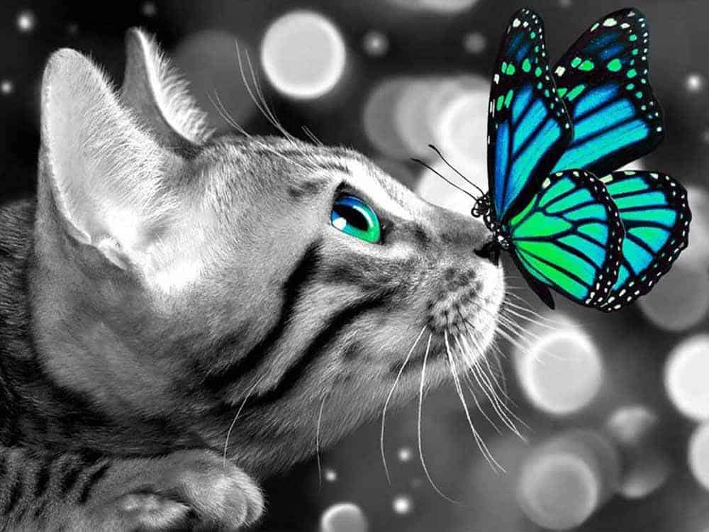 diamonds-wizard-diamond-painting-kits-Animals-Cat-Cat-and-blue-Butterfly-original.jpg