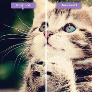 diamonds-wizard-diamond-painting-kits-animals-cat-cute-kitten-is-asking-for-forgiveness-before-after-jpg