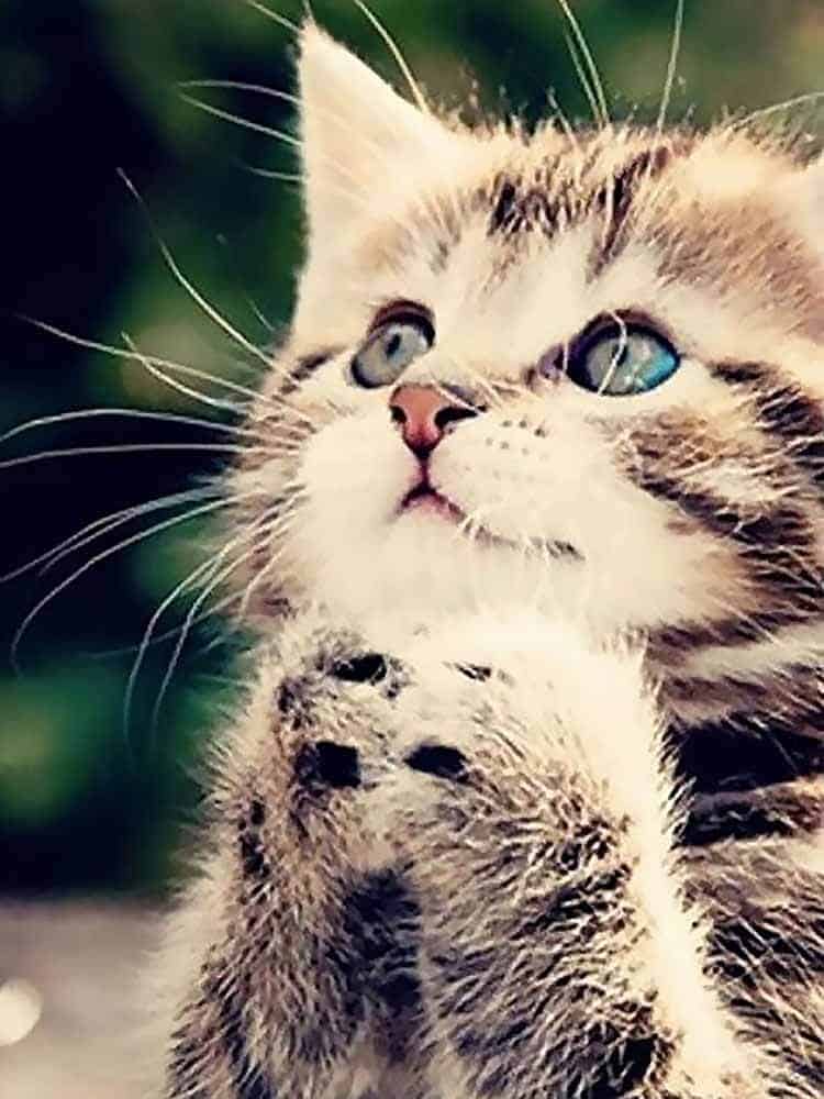 diamonds-wizard-diamond-painting-kits-Animals-Cat-Cute-Kitten-vraagt-om-vergeving-origineel.jpg