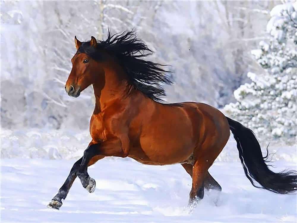 diamonds-wizard-diamond-painting-kits-Animals-Horse-Galloping-Winter-Horse-original.jpg