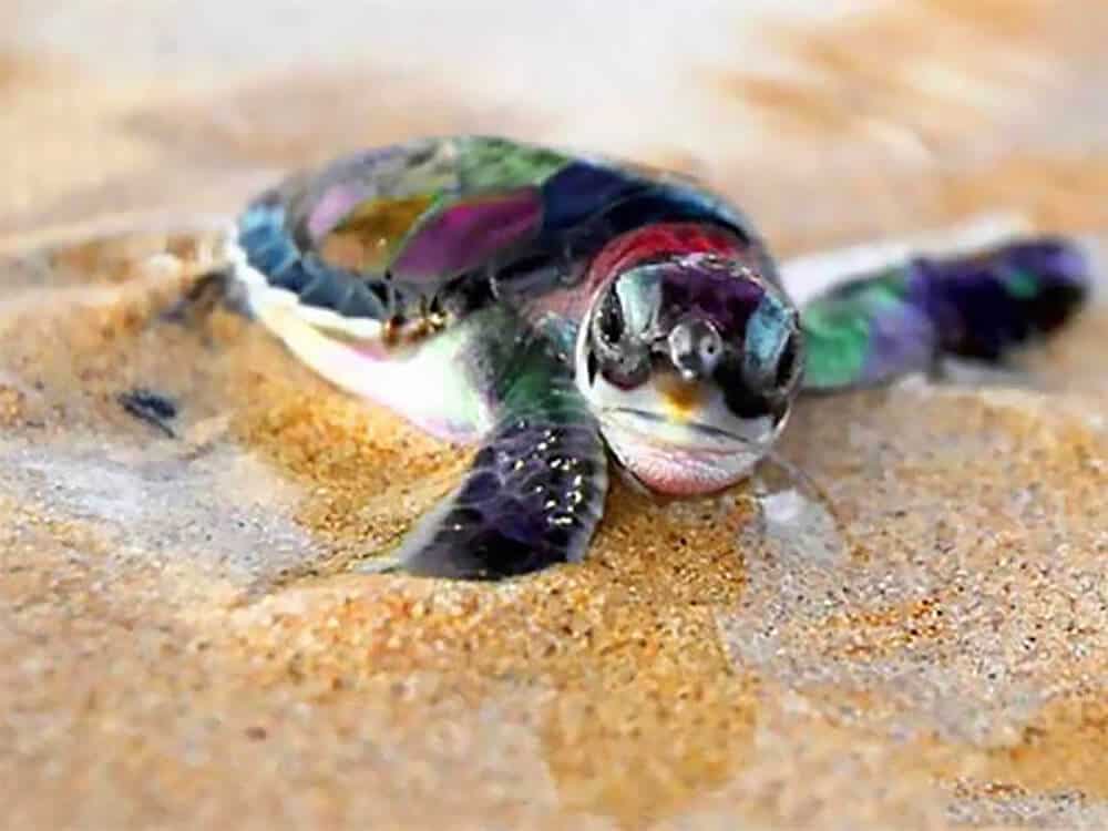 diamanti-mago-kit-pittura-diamante-Animali-tartaruga-cuccioli-di-tartarughe-sulla-spiaggia-originale.jpg
