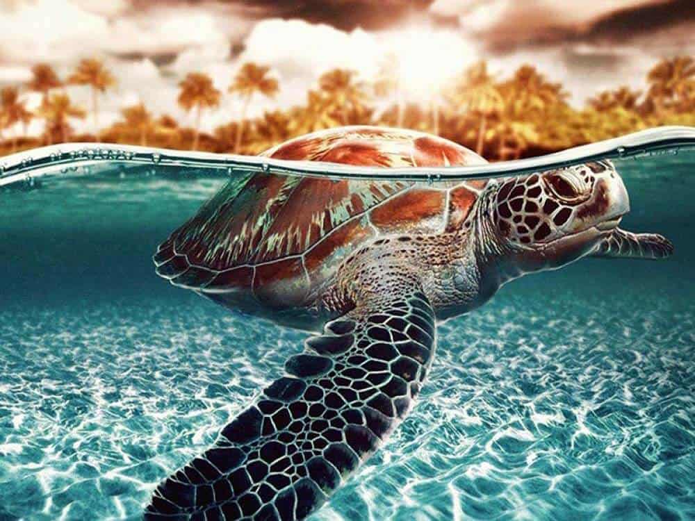 diamanter-troldmand-diamant-maleri-sæt-Dyr-skildpadde-skildpadde-svømme-original.jpg