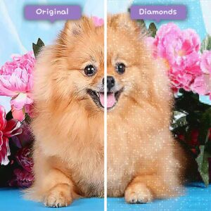 diamanter-trollkarl-diamant-målningssatser-djur-hund-fuzzy-spitz-hund-före-efter-jpg