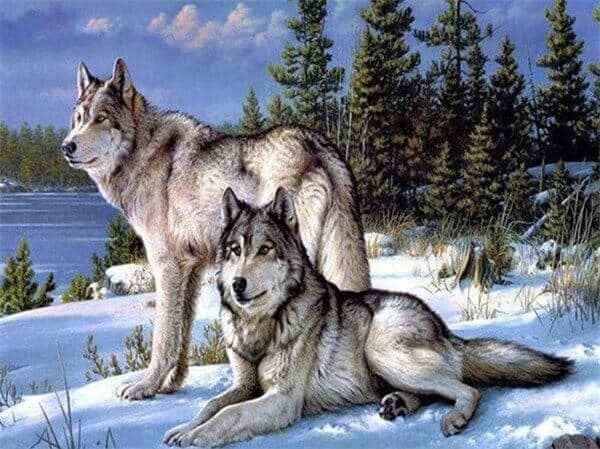 diamenty-czarodziej-zestawy-do-diamentowego-malowania-Zwierzęta-Wilk-Frozen-Embrace:-The-Wolf's-Serenade-original.jpg