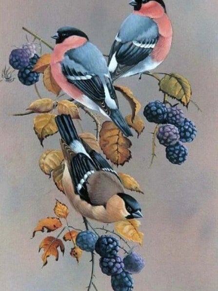 Diamonds-Wizard-Diamond-Painting-Kits-Tiere-Vogel-Vögel auf einem Ast sitzend-original.jpeg