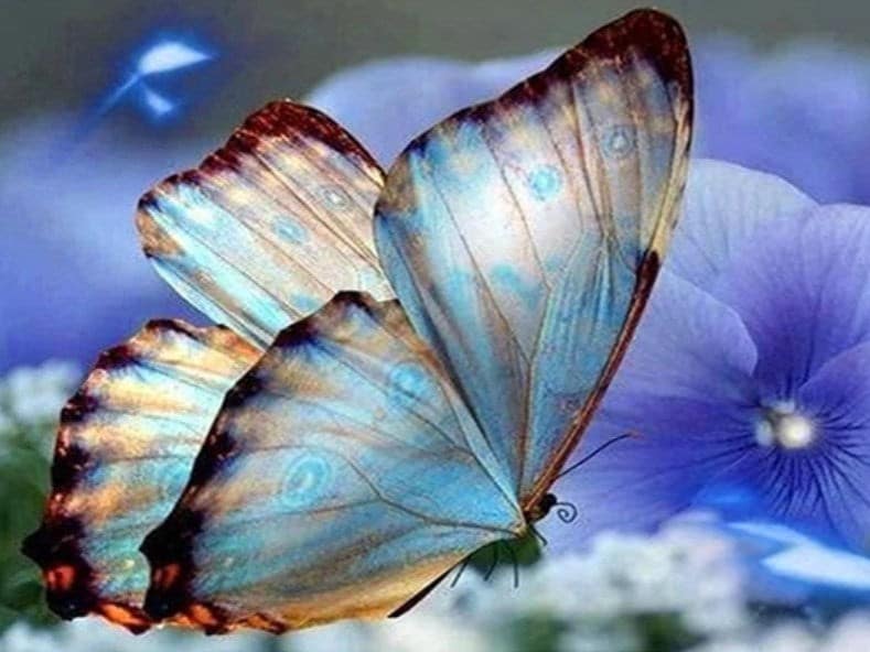 diamanter-trollkarl-diamant-målningssatser-Djur-Fjäril-Majetic Blue Butterfly-original.jpeg