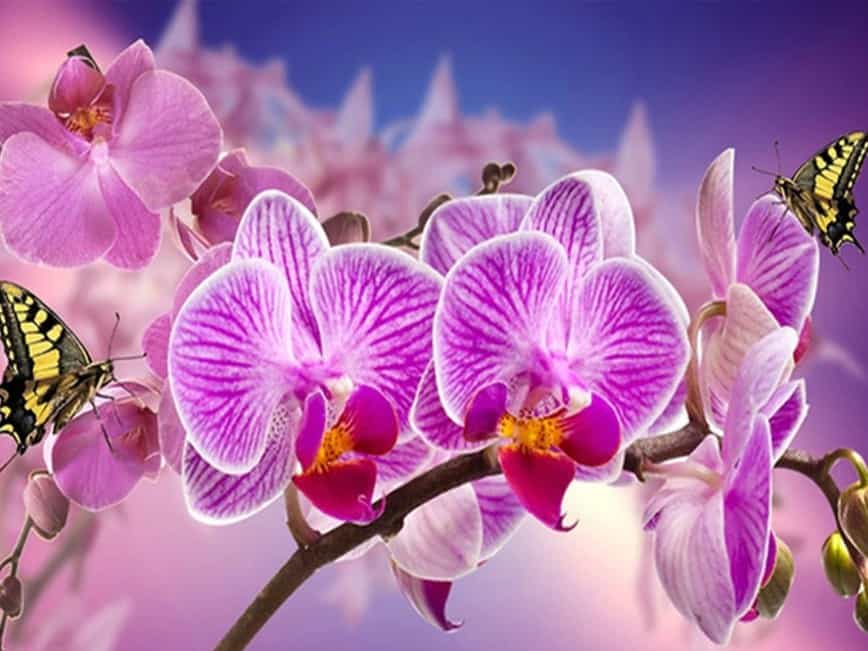 diamants-wizard-diamond-painting-kits-Animaux-Papillon-Orchidées violettes avec papillons-original.jpeg