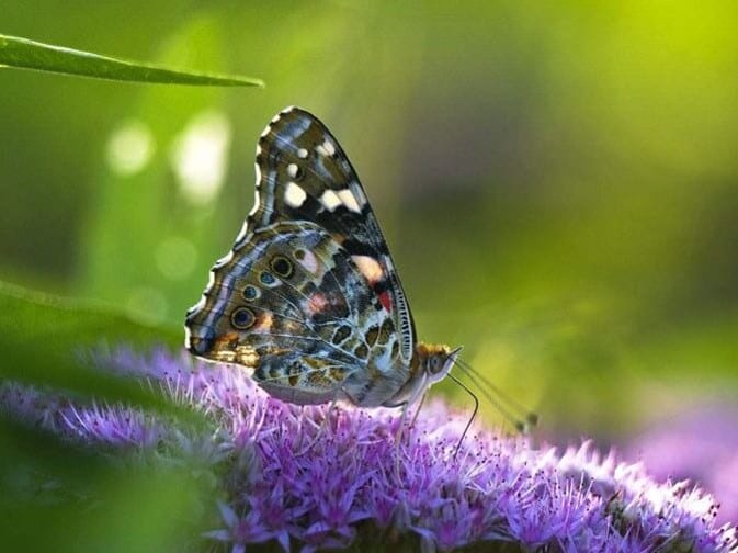 diamanti-mago-kit-pittura-diamante-Animali-Farfalla-La farfalla sul fiore viola-originale.jpeg