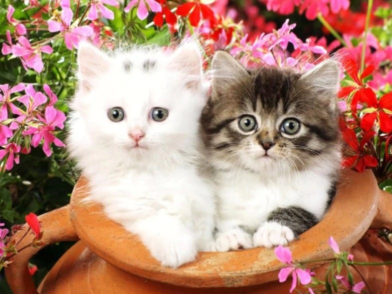 Diamonds-Wizard-Diamond-Painting-Kits-Tiere-Cat-Adorable Kittens in a Pot-original.jpeg