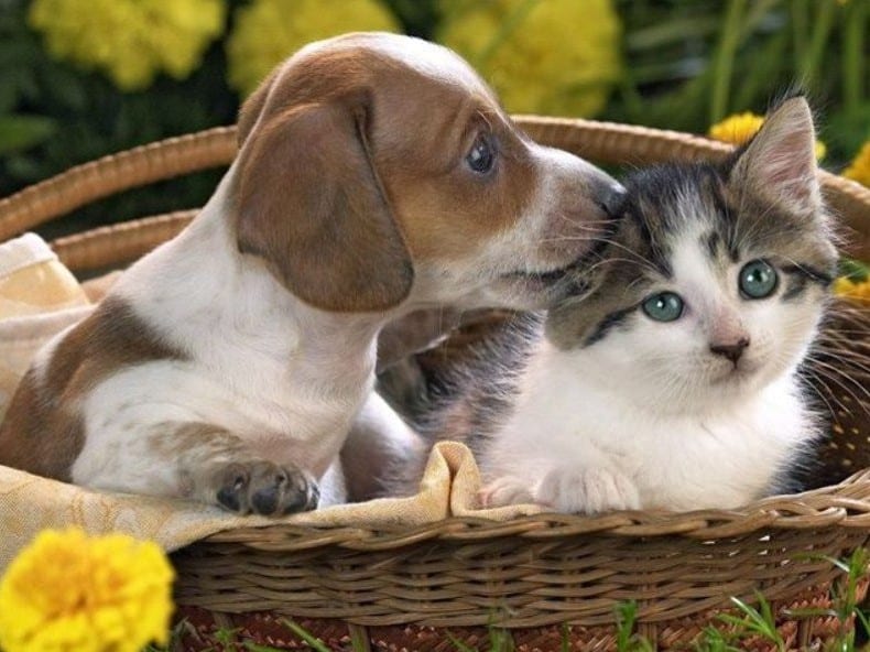 kits de pintura de diamantes-mago-diamantes-Animales-Gato-Adorable cachorro y gatito en una canasta-original.jpeg