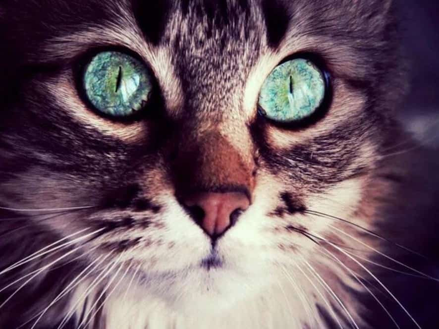 diamenty-czarodziej-zestawy do malowania diamentów-zwierzęta-kot-zaczarowane turkusowe oczy-original.jpeg