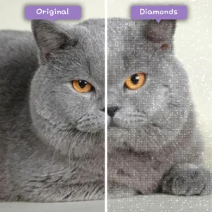diamonds-wizard-diamond-painting-kits-animals-cat-gray-chubby-cat-before-after-webp