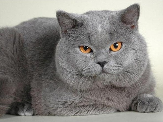 diamenty-czarodziej-zestawy-do-diamentowego-malowania-Zwierzęta-Kot-Szary Chubby Cat-original.jpeg