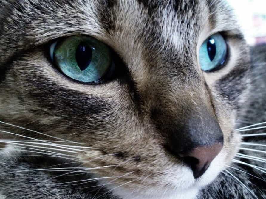 diamantes-mago-kits-de-pintura-de-diamantes-Animales-Gato-Gato Gris, Ojos Azules-original.jpeg