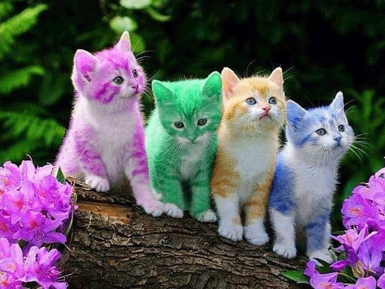 diamantes-mago-kits-de-pintura-de-diamantes-Animales-Gato-Rainbow Kittens-original.jpeg