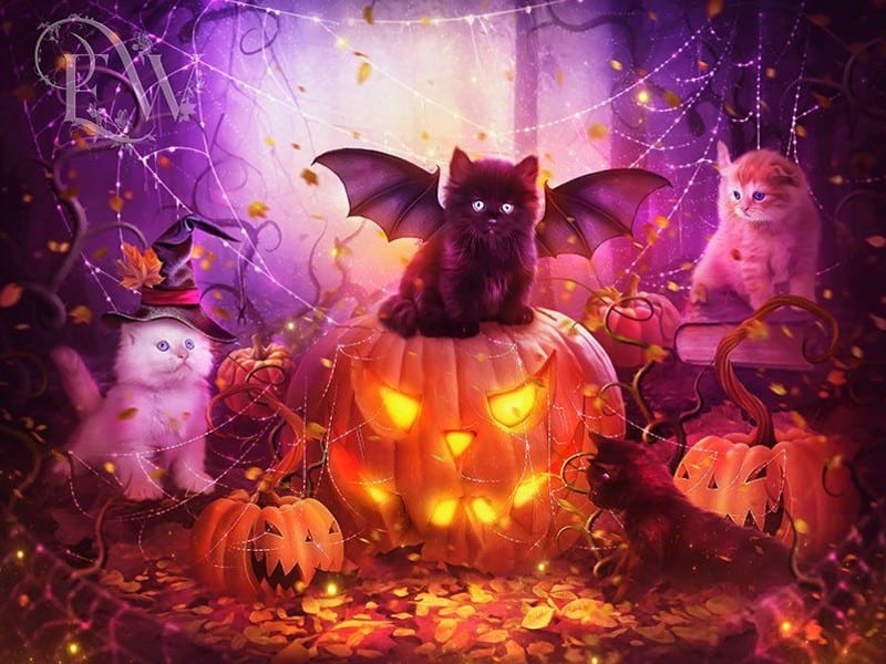 diamanter-trollkarl-diamant-målningssatser-Djur-Katt-Spooky Pumpkin Kitten Party-original.jpeg