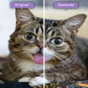 Diamonds-Wizard-Diamond-Painting-Kits-Tiere-Cat-Stretching-Cat-Vorher-Nachher-Webp
