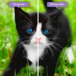 diamonds-wizard-diamond-painting-kits-animals-cat-the-black-and-white-kitten-before-after-webp
