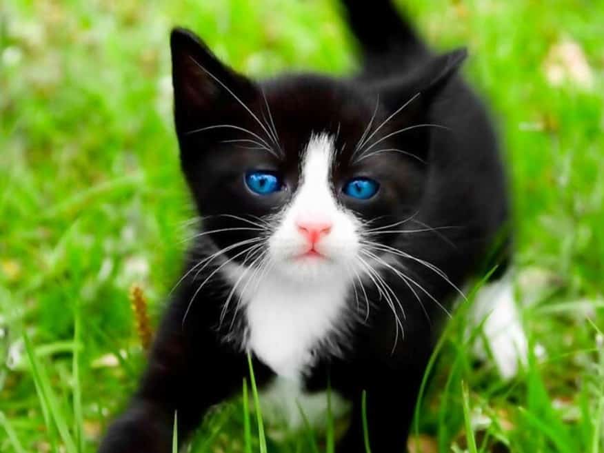 diamonds-wizard-diamond-painting-kits-Animals-Cat-The Black and White Kitten-original.jpeg