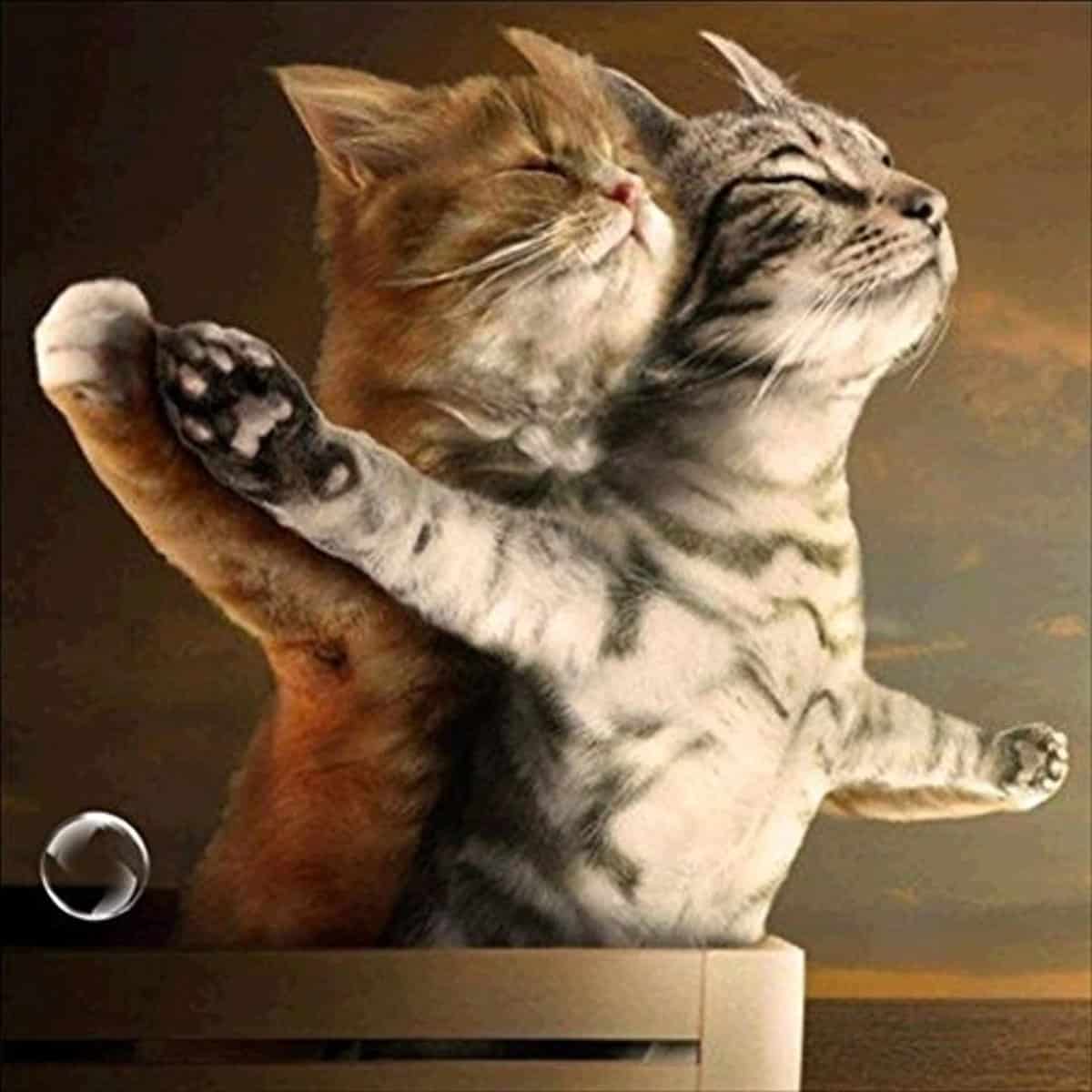 diamenty-czarodziej-zestawy-do-diamentowego-malowania-Zwierzęta-Kot-Titanic Kittens-original.jpeg