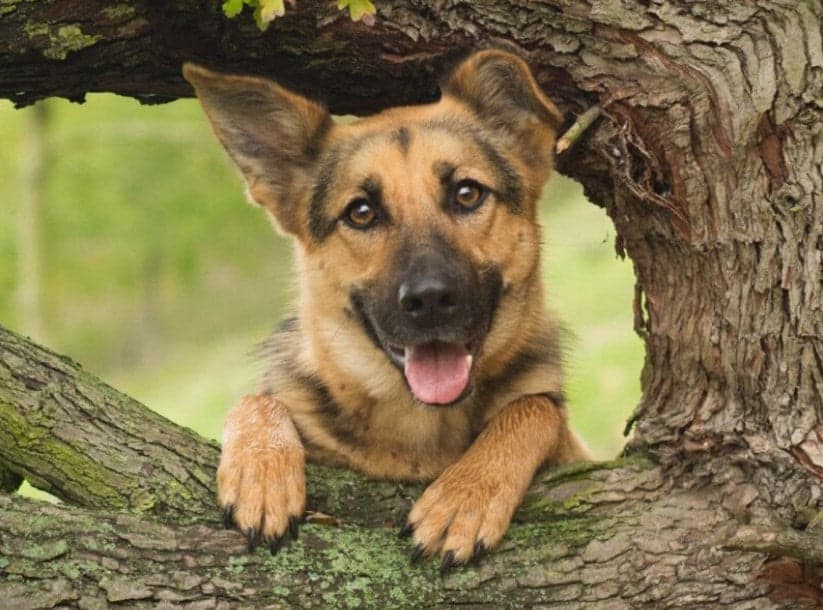 diamantes-mago-kits-de-pintura-de-diamantes-Animales-Perro-Adorable cachorro de pastor alemán en un árbol-original.jpeg
