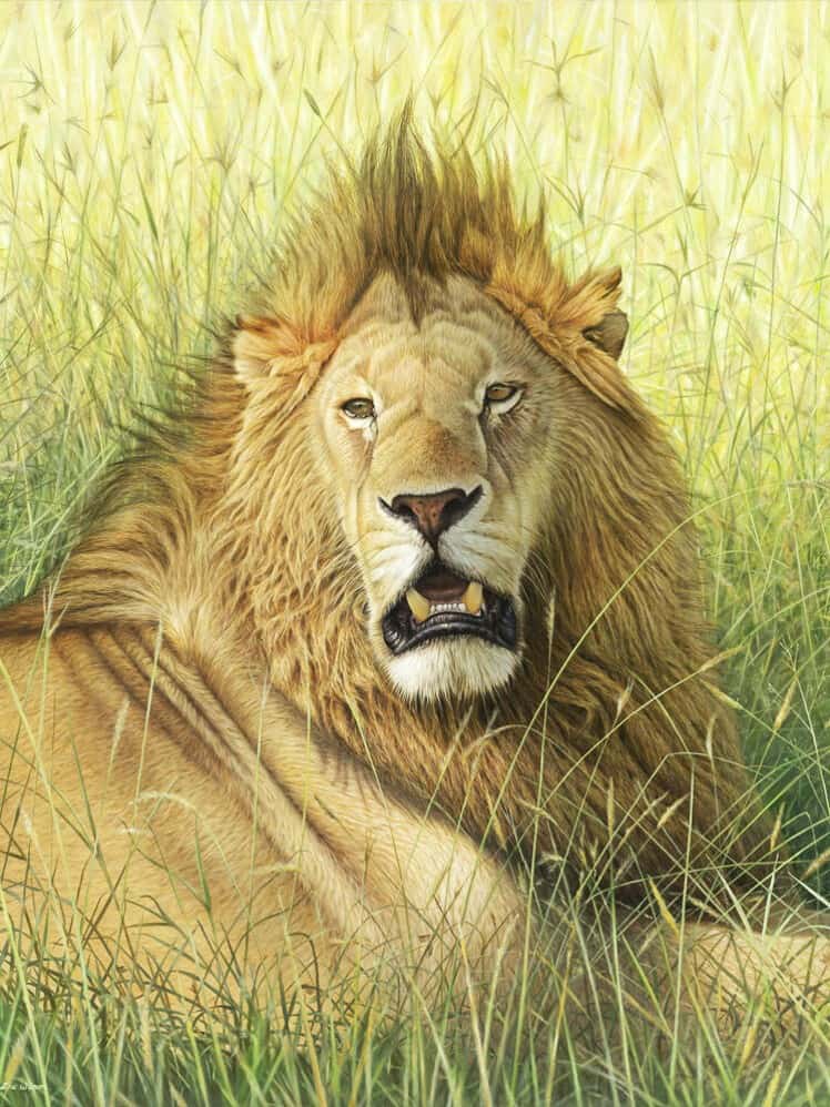 diamantes-mago-kits-de-pintura-de-diamantes-Animales-León-El león en la hierba-original.jpeg