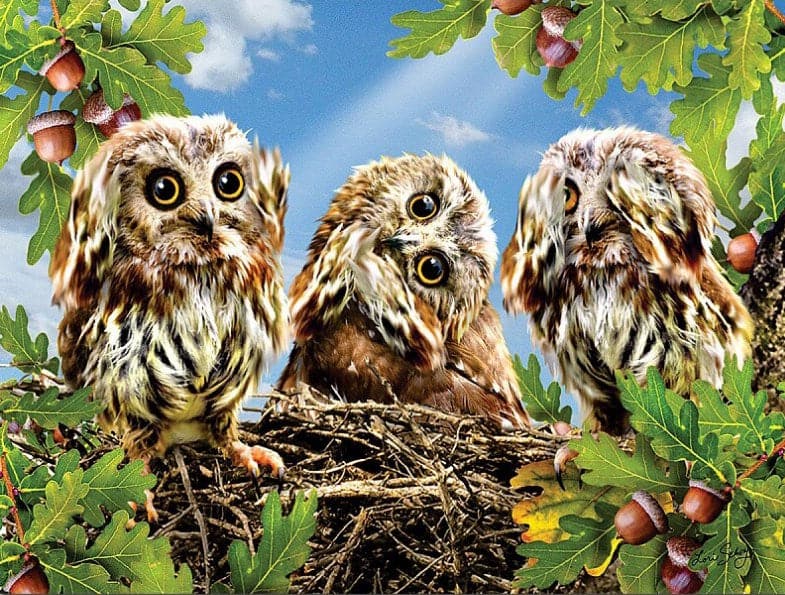 diamanten-wizard-diamond-painting-kits-Animals-Owl-Steenuiltjes in het Nest-original.jpeg