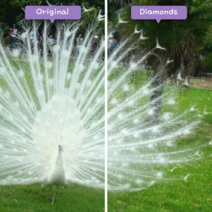diamonds-wizard-diamond-painting-kits-animals-peacock-dancing-white-peacock-before-after-webp