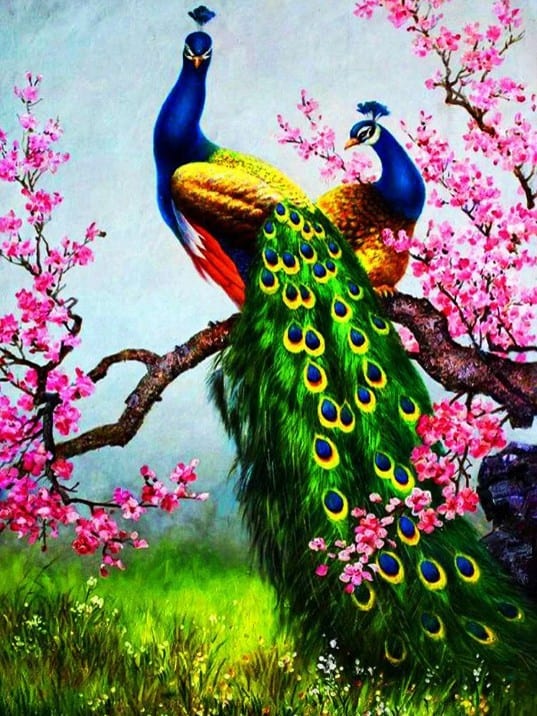 diamonds-wizard-diamond-painting-kits-Animals-Peacock-Peacocks in Bloom-original.jpeg
