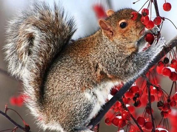 diamonds-wizard-diamond-painting-kits-Animals-Squirrel-Squirrel Eating Red Berries-original.jpeg