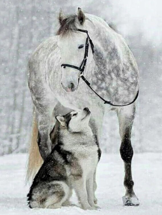 diamanten-wizard-diamond-painting-kits-Animals-Wolf-Mooi paard en puppy in de sneeuw-original.jpeg