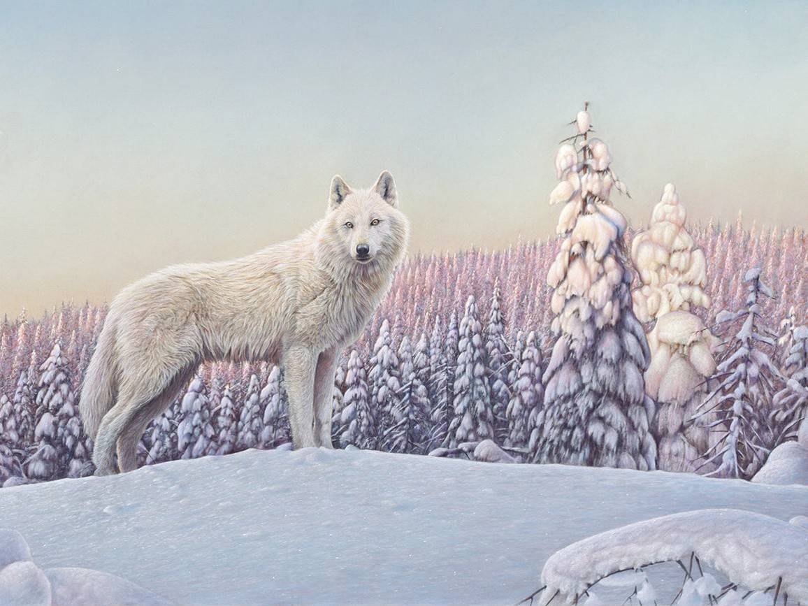 diamanter-trollkarl-diamant-målningssatser-Djur-Wolf-White Wolf Stående på en snöig kulle-original.jpeg
