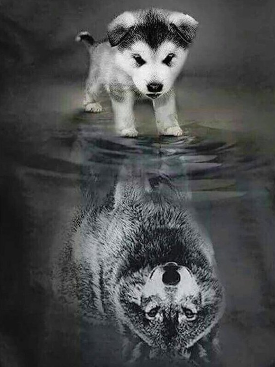 diamanter-trollkarl-diamant-målningssatser-Animals-Wolf-Wolf Reflection-original.jpg