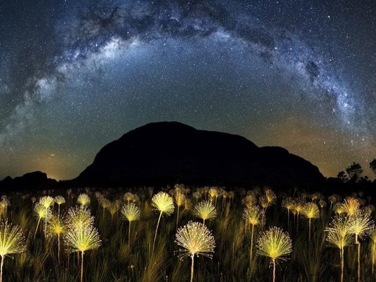 diamonds-wizard-diamond-painting-kit-Fantasy-Flower-Milky Way over a Field of Glowing Flowers-original.jpeg