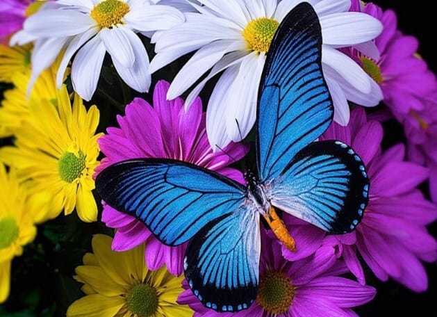 Diamonds-Wizard-Diamond-Painting-Kits-Nature-Butterfly-Blue Butterfly on Daisies-original.jpeg