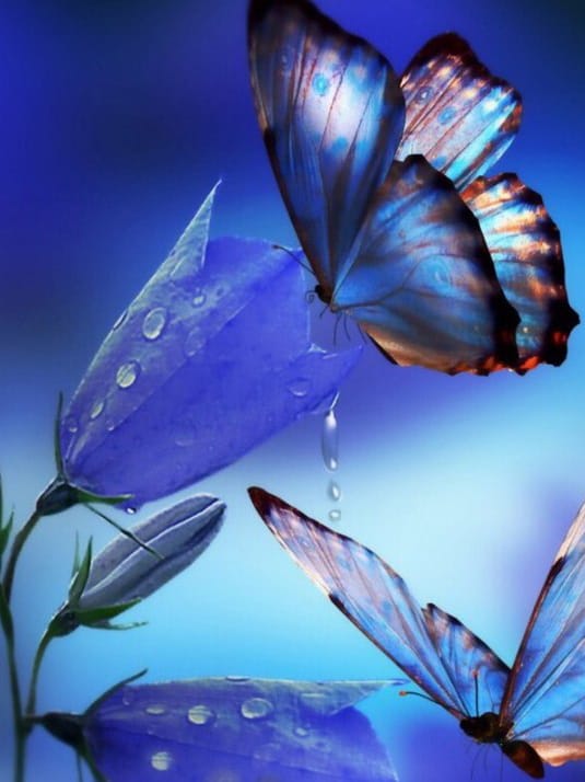 diamanter-trollkarl-diamant-målningssatser-Natur-fjäril-fjärilar på en blå blomma-original.jpg