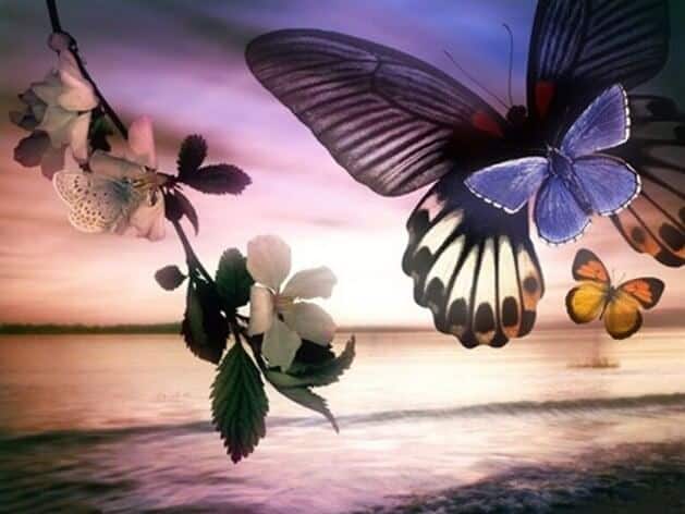 diamanter-veiviser-diamant-malesett-Nature-Butterfly-Butterfly Dreams-original.jpeg