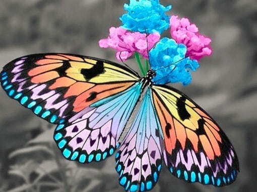 Diamonds-Wizard-Diamond-Painting-Kits-Nature-Butterfly-Rainbow Butterfly-original.jpeg