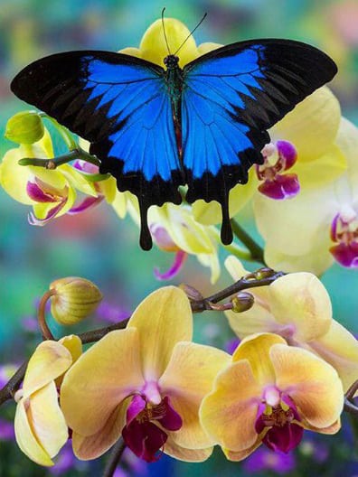diamanter-veiviser-diamant-maleri-sett-Natur-sommerfugl-Den blå sommerfuglen på Orchid-original.jpg