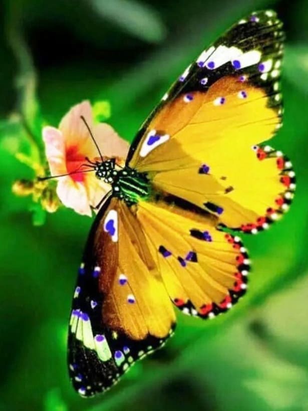 diamanter-troldmand-diamant-maleri-sæt-Natur-sommerfugl-Den farverige sommerfugl-original.jpg