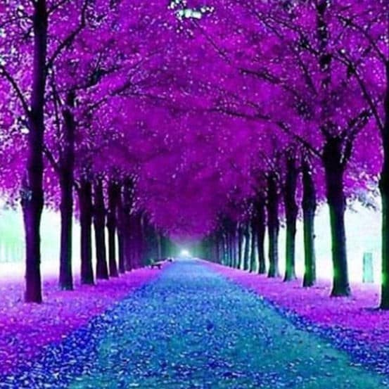 diamonds-wizard-diamond-painting-kits-Nature-Tree-Purple Tree Pathway-original.jpeg