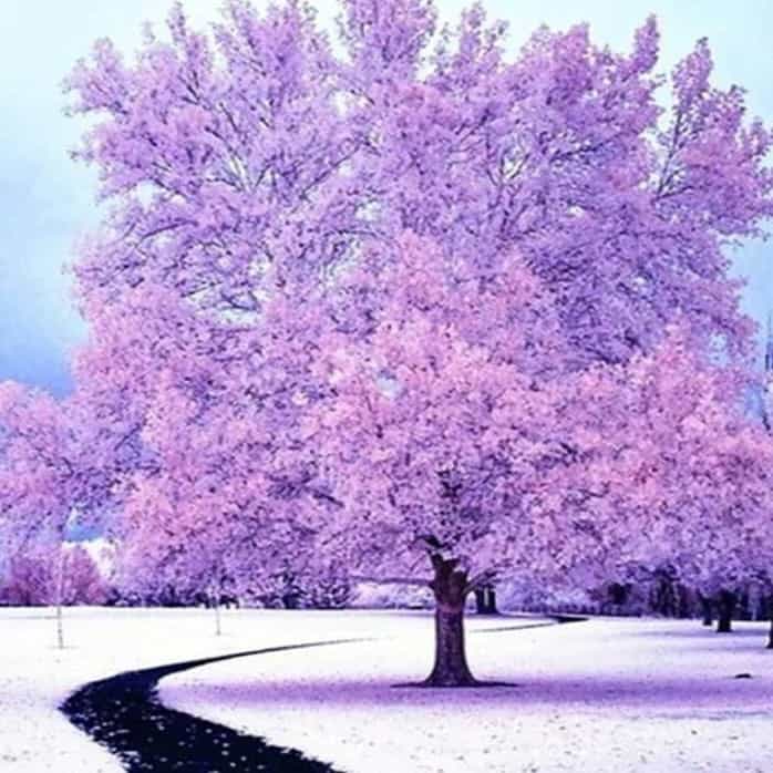 diamenty-wizard-diament-painting-kits-Nature-Drzewo-Fioletowe drzewo w śniegu-original.jpeg