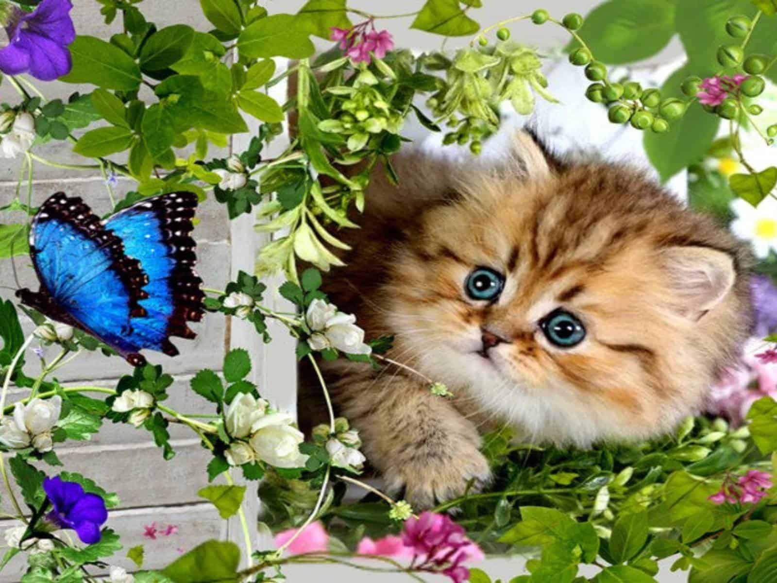 diamanten-wizard-diamond-painting-kits-Animals-Butterfly-Floral-Kitten-original.jpg